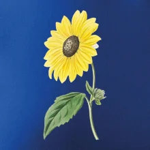 Slunečnice otočená