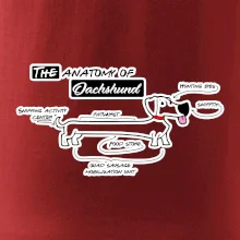 Jezevčík - Anatomie