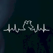 Border kolie EKG