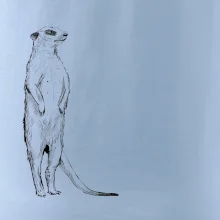 Surikata černá kresba