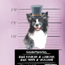 Lump a darebák border kolie