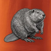 Zvířata Šumavy – Bobr evropský