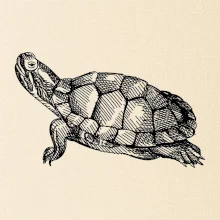 Tužkou kreslená želva