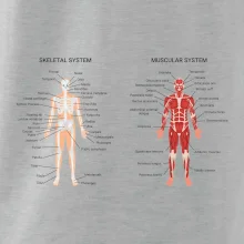 Skelet and Moscular system
