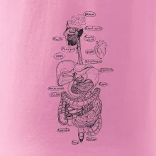 Skica lidských orgánů