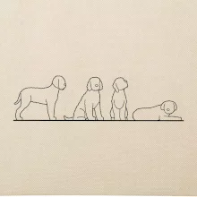 Lagotto romagnolo postavy linka