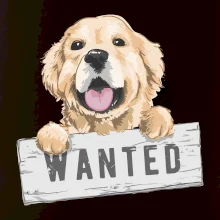 Zlatý retriever - štěně wanted