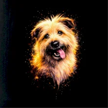 Obrázek polotón Briard