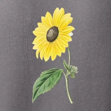 Slunečnice otočená