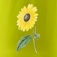 Slunečnice otočená