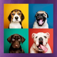 Psi štěňata koláž