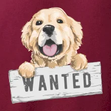 Zlatý retriever - štěně wanted
