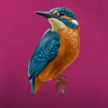 Lednáček kreslený