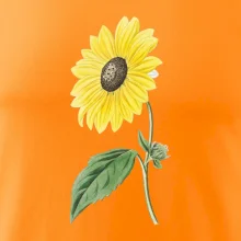 Slunečnice otočená