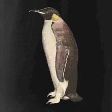 Tučňák kreslený vodovými barvami