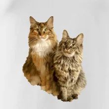 Kočky vectorizované  (Moňas)