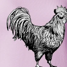 Kohout kreslený černobílý