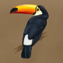 Tukan kreslený