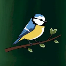 Sýkorka modřinka na větvi