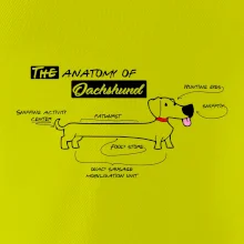 Jezevčík - Anatomie