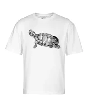 Tužkou kreslená želva