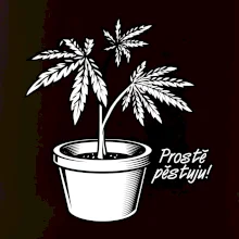 Konopi prostě pěstuju