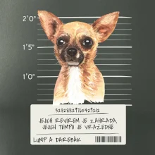 Lump a darebák čivava