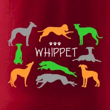 Whippet barevný