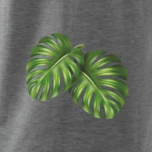 Monstera - dva listy