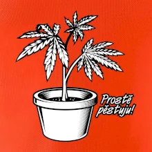 Konopi prostě pěstuju