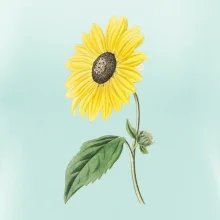 Slunečnice otočená