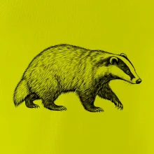 Zvířata Krkonoš – jezevec lesní