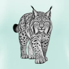 Zvířata Šumavy – Rys ostrovid