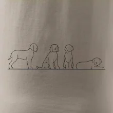 Lagotto romagnolo postavy linka