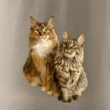 Kočky vectorizované  (Moňas)