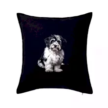 Havanský psík černá fotka