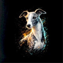 Obrázek polotón Španělský galgo