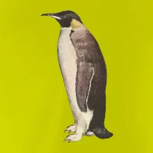 Tučňák kreslený vodovými barvami