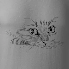 Kočka obličej kreslený