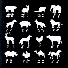 Zvířecí stopy s obrázkem zvířete - stopy zvířat