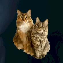 Kočky vectorizované  (Moňas)