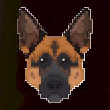 Německý ovčák - Rozkostičkovaný