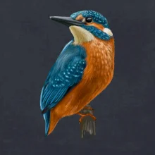 Lednáček kreslený