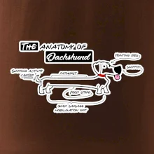 Jezevčík - Anatomie