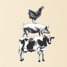 Slípka prase kravka