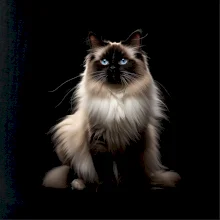 Kočka Ragdoll ze předu černá fotka