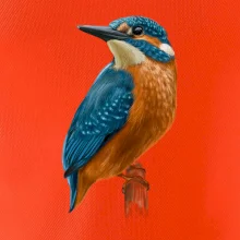 Lednáček kreslený