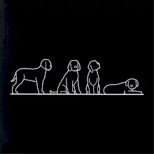 Lagotto romagnolo postavy linka