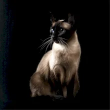 Siamská kočka černá fotka