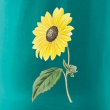 Slunečnice otočená